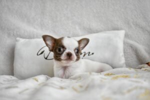 Allevamento Chihuahua Messina in Sicilia - Follow Your Dream