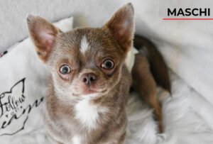 Allevamento Chihuahua Messina in Sicilia - Follow Your Dream