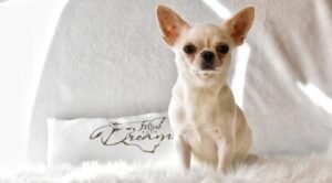 Allevamento Chihuahua Messina in Sicilia - Follow Your Dream