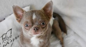 Allevamento Chihuahua Messina in Sicilia - Follow Your Dream