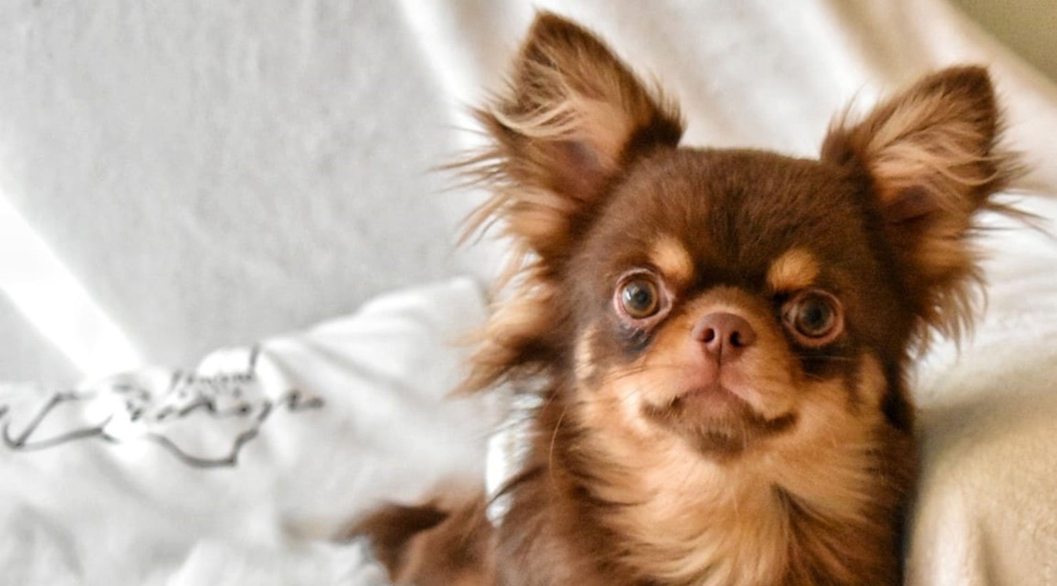 Allevamento Chihuahua Messina in Sicilia - Follow Your Dream