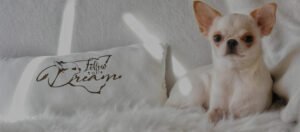 Allevamento Chihuahua Messina in Sicilia - Follow Your Dream