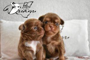 Allevamento Chihuahua Messina in Sicilia - Follow Your Dream