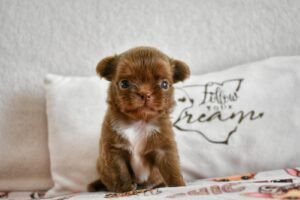 Allevamento Chihuahua Messina in Sicilia - Follow Your Dream