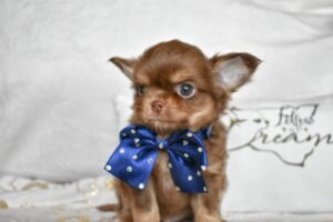 Allevamento Chihuahua Messina in Sicilia - Follow Your Dream