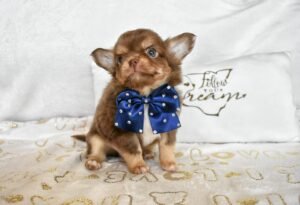 Allevamento Chihuahua Messina in Sicilia - Follow Your Dream