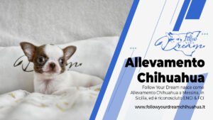 Allevamento Chihuahua Messina in Sicilia - Follow Your Dream