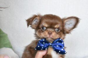 Allevamento Chihuahua Messina in Sicilia - Follow Your Dream