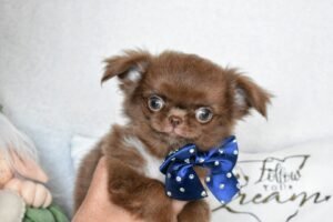 Allevamento Chihuahua Messina in Sicilia - Follow Your Dream