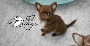 Allevamento Chihuahua Messina in Sicilia - Follow Your Dream