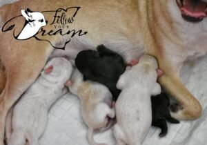 Allevamento Chihuahua Messina in Sicilia - Follow Your Dream