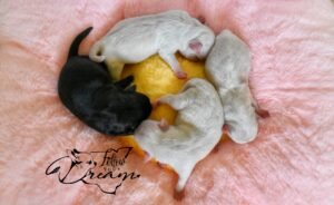 Allevamento Chihuahua Messina in Sicilia - Follow Your Dream