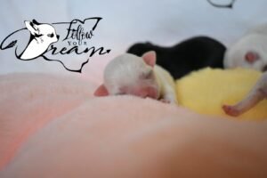 Allevamento Chihuahua Messina in Sicilia - Follow Your Dream