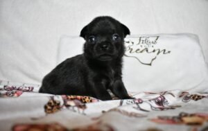 Allevamento Chihuahua Messina in Sicilia - Follow Your Dream