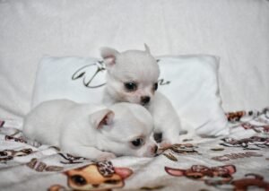 Allevamento Chihuahua Messina in Sicilia - Follow Your Dream