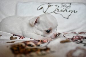 Allevamento Chihuahua Messina in Sicilia - Follow Your Dream