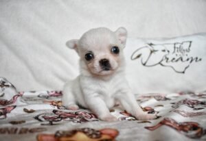 Allevamento Chihuahua Messina in Sicilia - Follow Your Dream