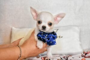 Allevamento Chihuahua Messina in Sicilia - Follow Your Dream