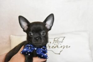 Allevamento Chihuahua Messina in Sicilia - Follow Your Dream