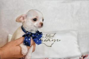 Allevamento Chihuahua Messina in Sicilia - Follow Your Dream