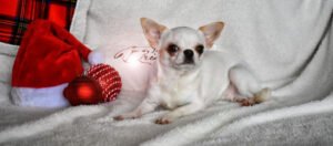 Allevamento Chihuahua Messina in Sicilia - Follow Your Dream