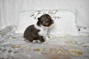 Allevamento Chihuahua Messina in Sicilia - Follow Your Dream