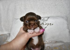 Allevamento Chihuahua Messina in Sicilia - Follow Your Dream