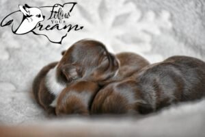 Allevamento Chihuahua Messina in Sicilia - Follow Your Dream