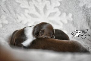 Allevamento Chihuahua Messina in Sicilia - Follow Your Dream