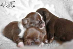 Allevamento Chihuahua Messina in Sicilia - Follow Your Dream