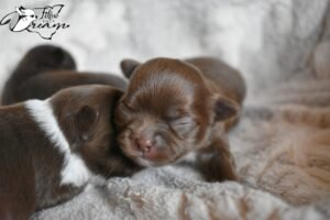 Allevamento Chihuahua Messina in Sicilia - Follow Your Dream