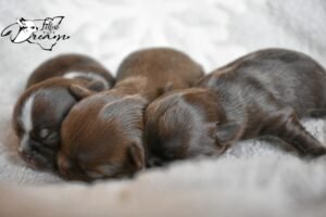 Allevamento Chihuahua Messina in Sicilia - Follow Your Dream