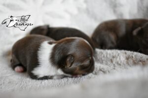 Allevamento Chihuahua Messina in Sicilia - Follow Your Dream