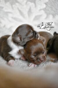 Allevamento Chihuahua Messina in Sicilia - Follow Your Dream