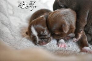 Allevamento Chihuahua Messina in Sicilia - Follow Your Dream