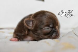 Allevamento Chihuahua Messina in Sicilia - Follow Your Dream