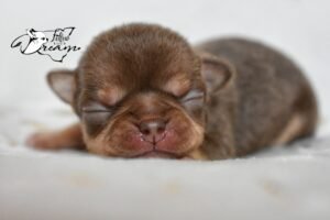 Allevamento Chihuahua Messina in Sicilia - Follow Your Dream