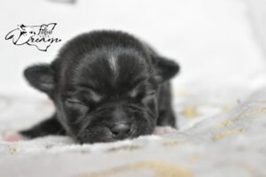 Allevamento Chihuahua Messina in Sicilia - Follow Your Dream