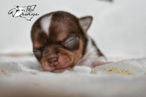 Allevamento Chihuahua Messina in Sicilia - Follow Your Dream