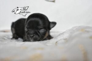 Allevamento Chihuahua Messina in Sicilia - Follow Your Dream