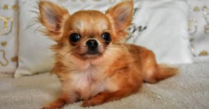 Allevamento Chihuahua Messina in Sicilia - Follow Your Dream