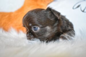 Allevamento Chihuahua Messina in Sicilia - Follow Your Dream