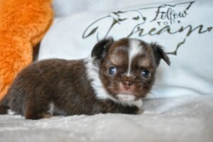 Allevamento Chihuahua Messina in Sicilia - Follow Your Dream