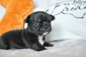 Allevamento Chihuahua Messina in Sicilia - Follow Your Dream