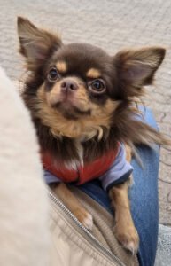 Allevamento Chihuahua Messina in Sicilia - Follow Your Dream