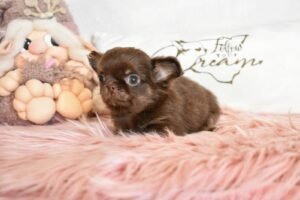 Allevamento Chihuahua Messina in Sicilia - Follow Your Dream