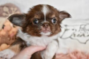 Allevamento Chihuahua Messina in Sicilia - Follow Your Dream