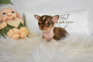 Allevamento Chihuahua Messina in Sicilia - Follow Your Dream