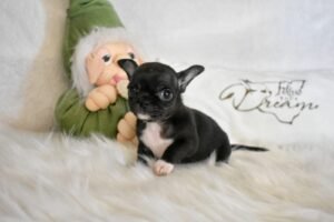 Allevamento Chihuahua Messina in Sicilia - Follow Your Dream