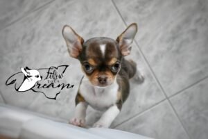 Allevamento Chihuahua Messina in Sicilia - Follow Your Dream